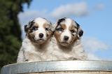 BERGER AUSTRALIEN PUPPIES 365
